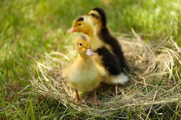 Piccoli anatroccoli carini sul fieno, all'aperto