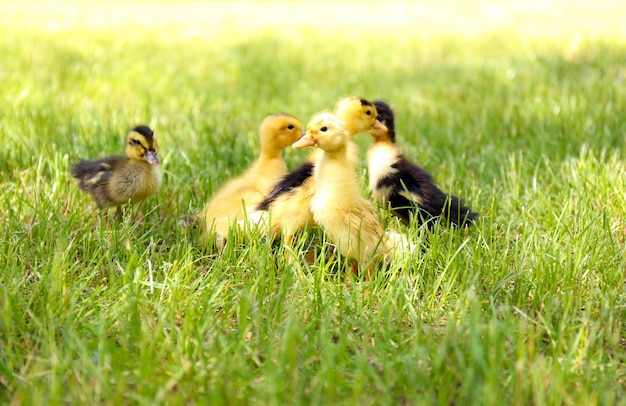 Piccoli anatroccoli carini sull'erba verde all'aperto