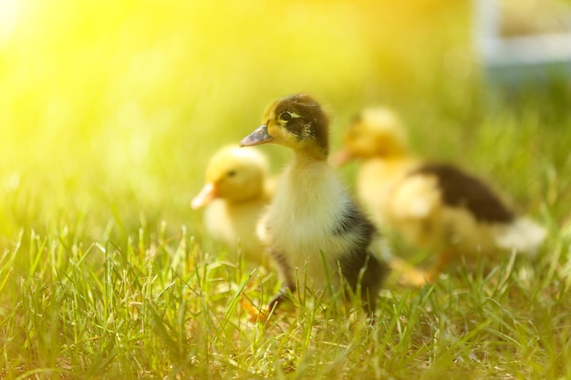 Piccoli anatroccoli carini sull'erba verde all'aperto