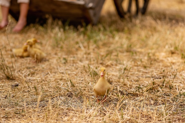 Piccoli anatroccoli gialli corrono su erba secca, paglia nel cortile del villaggio