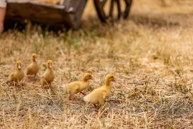 Piccoli anatroccoli gialli corrono su erba secca, paglia nel cortile del villaggio