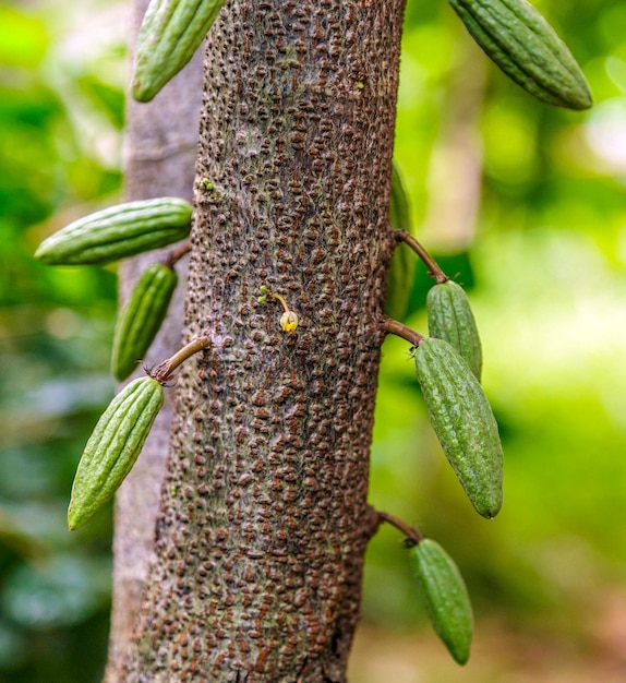 Piccoli baccelli di cacao verdi crudi che raccolgono frutti di cacao in crescita appesi a un albero di cacao