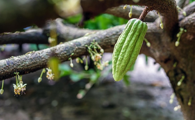 Piccoli baccelli di cacao verdi freschi degli alberi di cacao