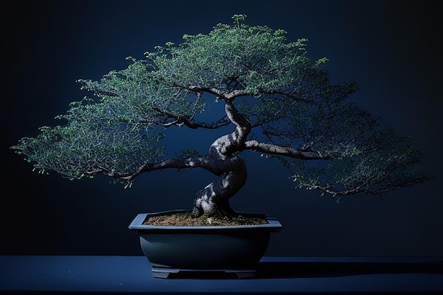 piccoli Bonsai di alberi Bakul blu sfondo scuro