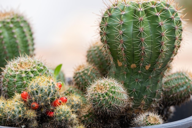 Piccoli cactus con semi in vaso