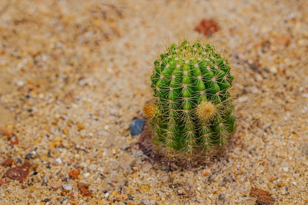 Piccoli cactus e piante del deserto