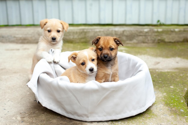 Piccoli cani carini nel cortile