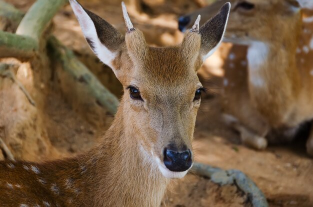 Piccoli cervi nello zoo, primo piano