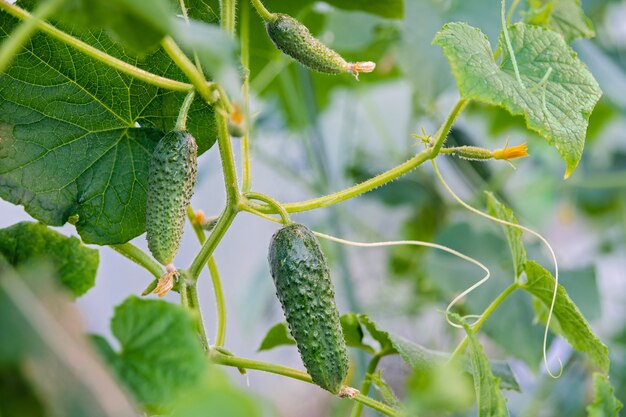 Piccoli cetrioli spinosi crescono su un ramo in una serra. Circondato da foglie, il fiore è preservato.