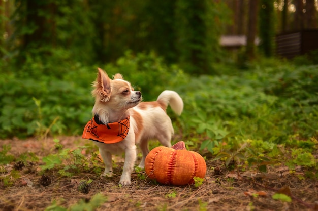 Piccoli chihuahua e zucca divertenti. concetto di Halloween.