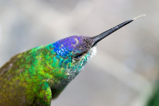 Piccoli colibrì multicolori morti