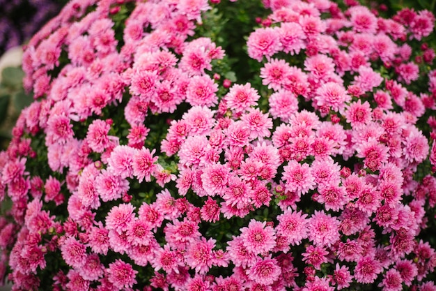 Piccoli crisantemi rosa o margherite crescono in un'aiuola come un soffice cespuglio. Bellissimo sfondo autunnale. Trama naturale.