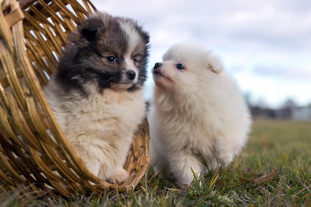 Piccoli cuccioli. Cuccioli di Pomerania che giocano all'aperto cane spitz di Pomerania