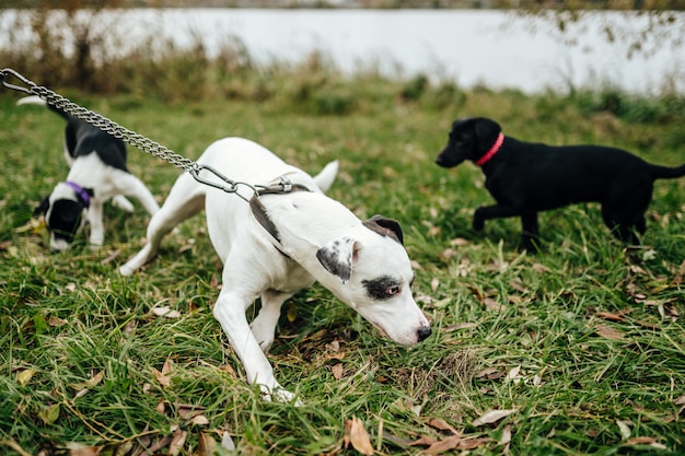 Piccoli cuccioli felici che giocano a vicenda all'aperto di estate su erba verde alla natura. I cani bianchi gioiosi adorabili in bianco e nero si divertono. Attività divertenti per animali domestici.