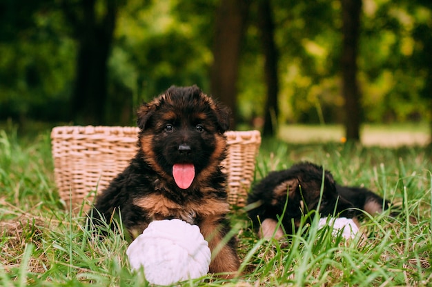 Piccoli cuccioli felici