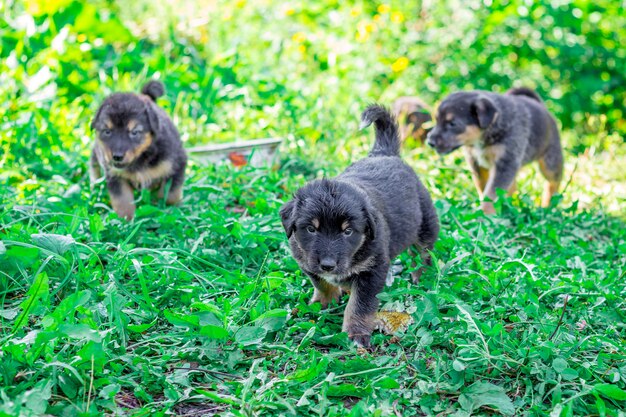 Piccoli cuccioli neri in esecuzione in giardino sull'erba