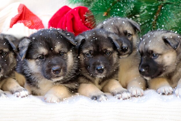 Piccoli cuccioli su uno sfondo di Capodanno