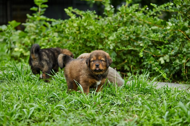 Piccoli cuccioli Terranova che corrono in giro a giocare nel parco estivo
