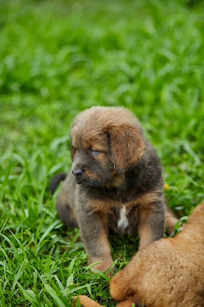 Piccoli cuccioli Terranova che corrono in giro a giocare nel parco estivo