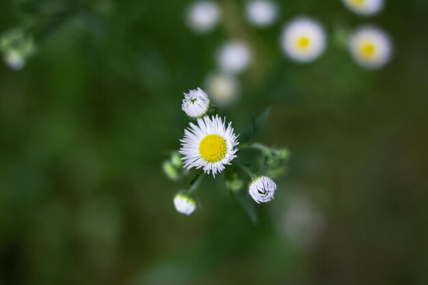 Piccoli fiori a margherita su uno sfondo di verde