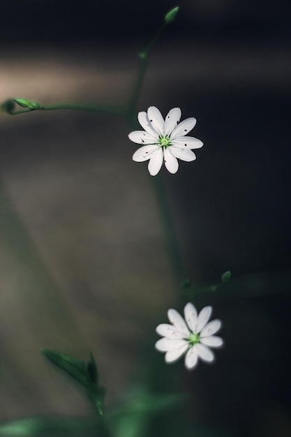 Piccoli fiori bianchi che sbocciano stellaria holostea stitchwort cerchio