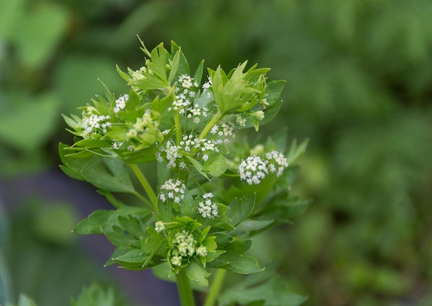 piccoli fiori bianchi del sedano nel giardino in primavera