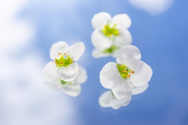 Piccoli fiori bianchi di Alyssum su uno sfondo di cielo azzurro con nuvole bianche. Foto estiva luminosa. Sfondo floreale. Concetto naturale creativo, minimalismo, copia spazio, macro.