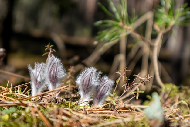 Piccoli fiori bianchi e soffici sullo sfondo della foresta