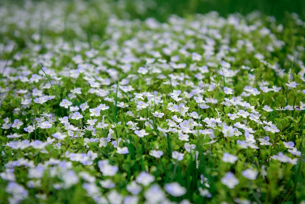 Piccoli fiori bianchi in un campo