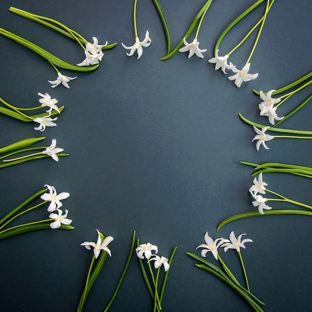 Piccoli fiori bianchi primaverili Chionodoxa su una superficie verde scuro con spazio per le copie