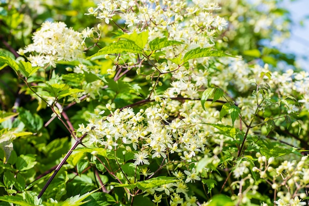 Piccoli fiori bianchi profumati di Clematis in giardino estivo primo piano Sfondo naturale fiorito