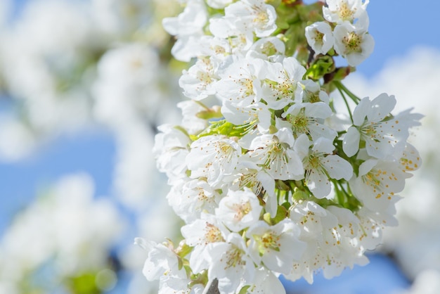 piccoli fiori bianchi sbocciano nel giardino