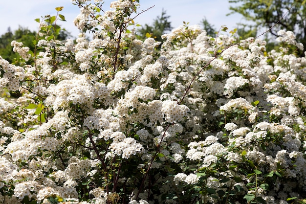 Piccoli fiori bianchi su un albero durante la fioritura