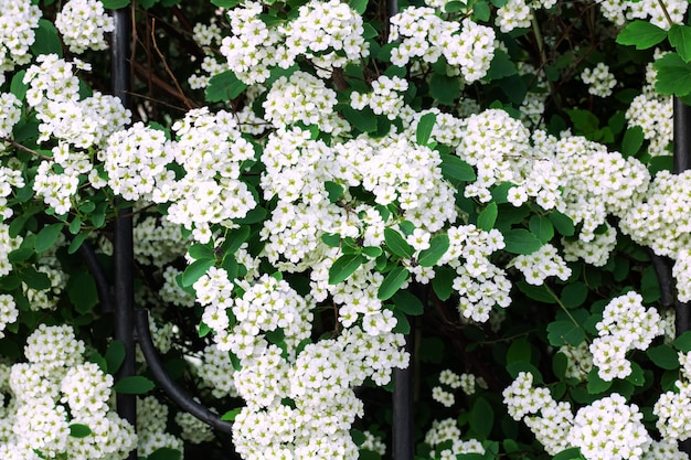Piccoli fiori bianchi su un ramo si chiuda