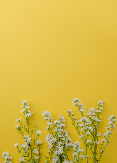 Piccoli fiori bianchi taglienti della taglierina su fondo giallo con spazio