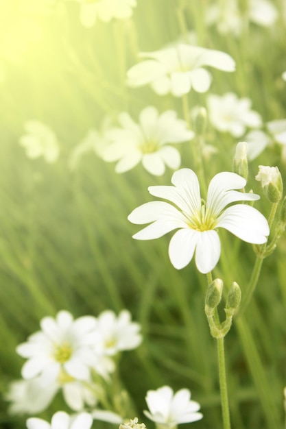 Piccoli fiori bianchi