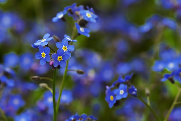 Piccoli fiori blu affascinanti