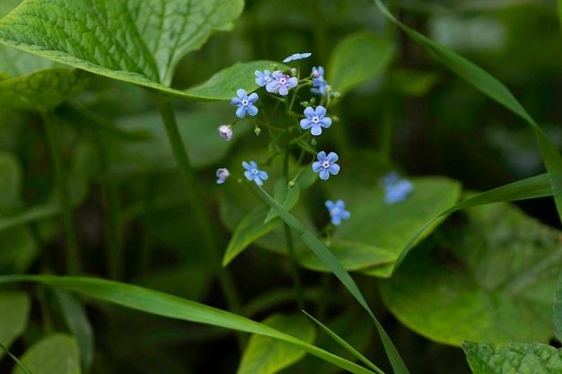 piccoli fiori blu carini e grandi foglie verdi