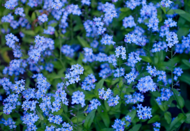 Piccoli fiori blu del forgetmenot sul prato primaverile