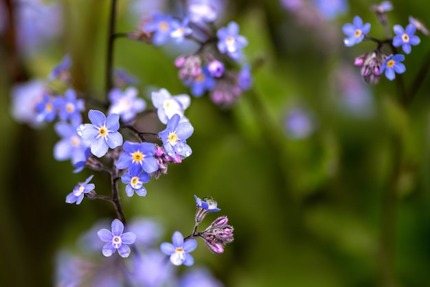 Piccoli fiori blu di Myosotis in erba verde