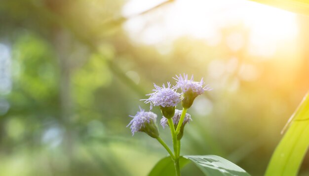 piccoli fiori blu e bianchi Macrofotografia con bagliore È un fiore endemico in Asia