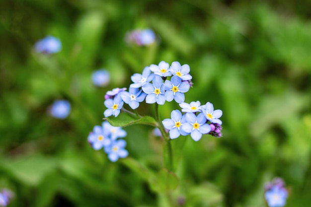 Piccoli fiori blu e foglie verdi primo piano