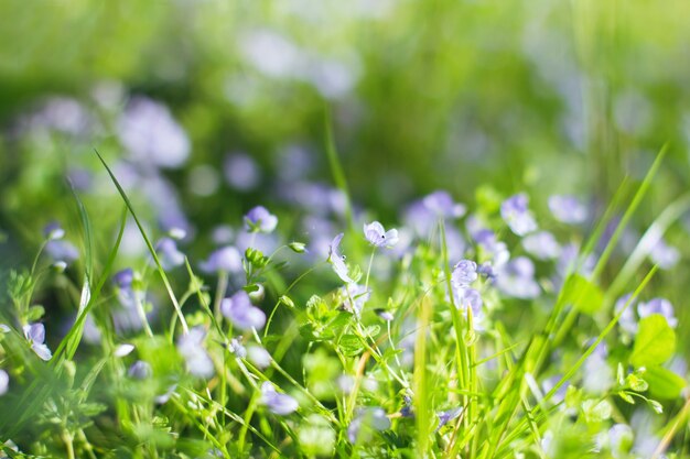 Piccoli fiori blu su uno sfondo di erba verde