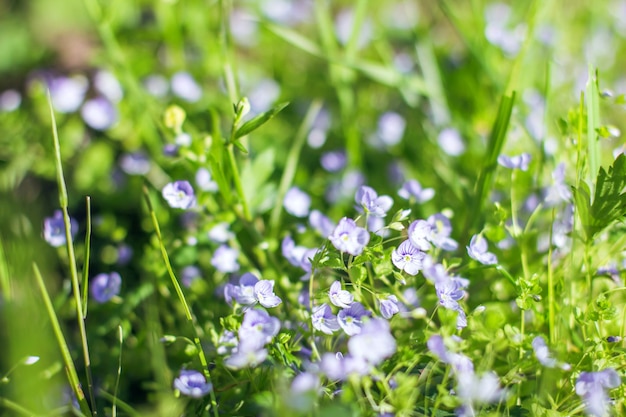 Piccoli fiori blu su uno sfondo di erba verde