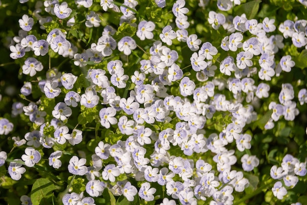 Piccoli fiori blu Veronica filiformis speedwell strisciante nel giardino. Pianta erbacea tappezzante perenne. Sfondo di primavera naturale. Messa a fuoco selettiva