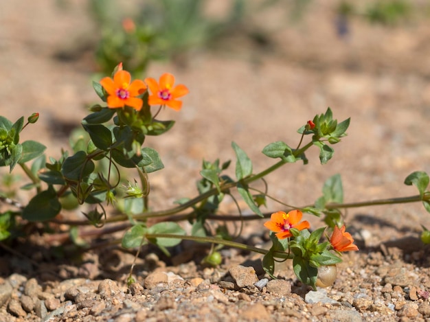 Piccoli fiori d'arancio selvaggi Anagallis foemina nelle montagne dell'isola greca