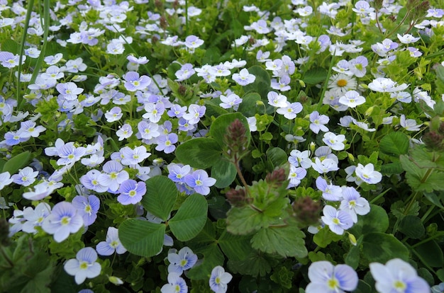 Piccoli fiori decorativi a crescita bassa coprivano il prato con l'erba verde del prato inglese