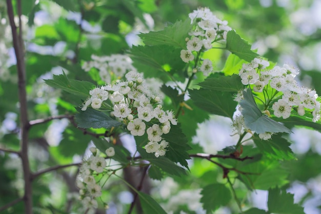 Piccoli fiori di biancospino sbocciano in primavera