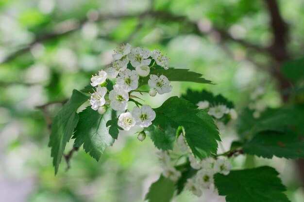 Piccoli fiori di biancospino sbocciano in primavera