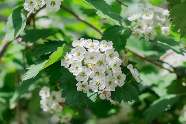 Piccoli fiori di biancospino sbocciano in primavera